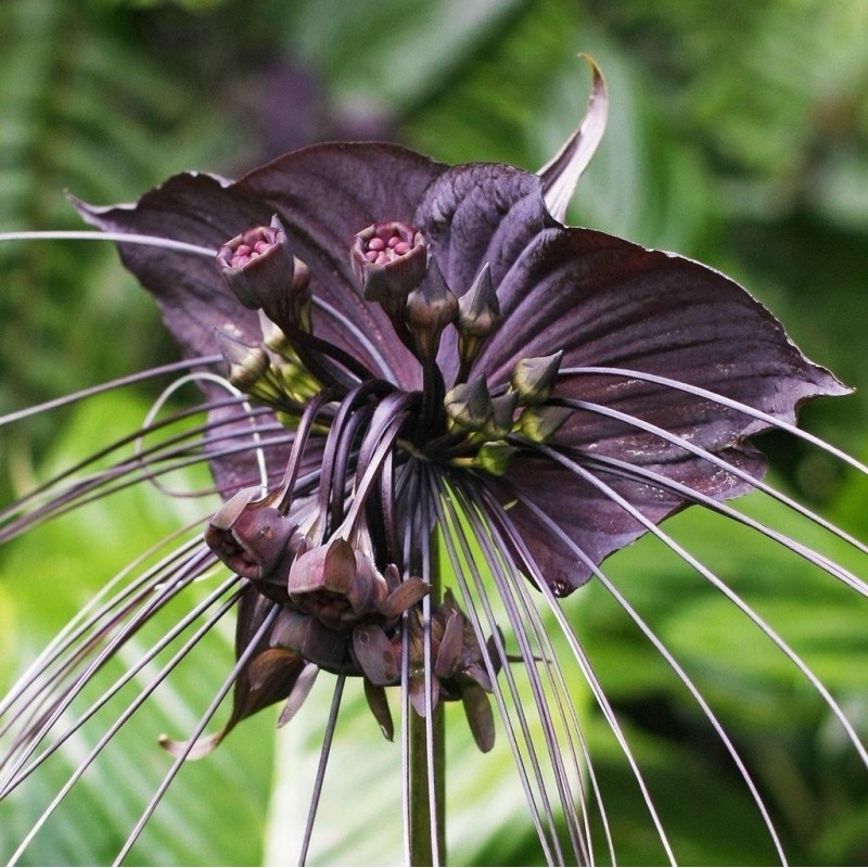 BLACK BAT FLOWER Seeds (Tacca chantrieri) 2.85 - 1