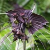 Fledermausblume Samen (Tacca chantrieri)