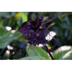 BLACK BAT FLOWER Seeds (Tacca chantrieri) 2.85 - 5