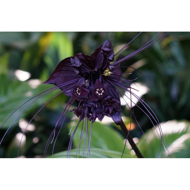 Fledermausblume Samen (Tacca chantrieri)