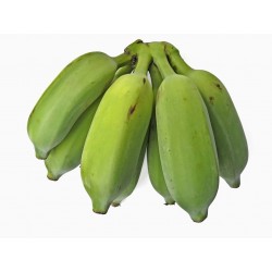 Wilde Bananensamen (Musa balbisiana) 2.25 - 10