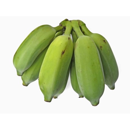Sementes de Bananeira Silvestres (Musa balbisiana)