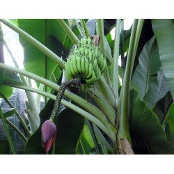 Semillas de plátano silvestre (Musa balbisiana) 2.25 - 4