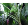 Sementes de Bananeira Silvestres (Musa balbisiana)