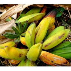 Semillas de plátano silvestre (Musa balbisiana) 2.25 - 6