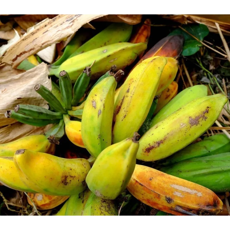 Wild Banana Seeds (Musa balbisiana)