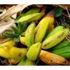 Sementes de Bananeira Silvestres (Musa balbisiana)