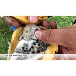 Semillas de plátano silvestre (Musa balbisiana) 2.25 - 7