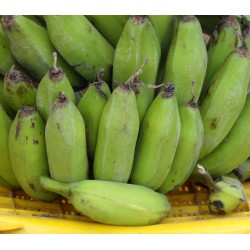 Semillas de plátano silvestre (Musa balbisiana) 2.25 - 9
