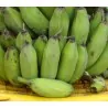 Wilde Bananensamen (Musa balbisiana)