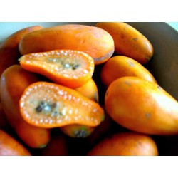 Vilda Papaya Fröer (Jacaratia spinosa) 3 - 1