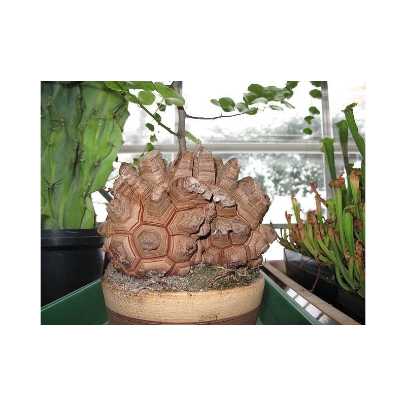 Graines de Plante tortue, Pied d'éléphant (Dioscorea elephantipes) | 3,50 €