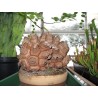 Graines de Plante tortue, Pied d'éléphant (Dioscorea elephantipes) | 3,50 €