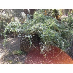 Stopalo Slona Seme (Dioscorea elephantipes) 3.5 - 2