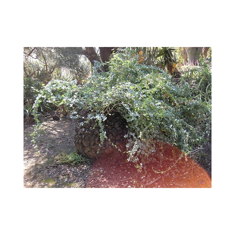 Conoces la Planta Tortuga? La Dioscorea elephantipes es