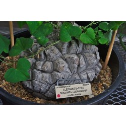 Stopalo Slona Seme (Dioscorea elephantipes) 3.5 - 3