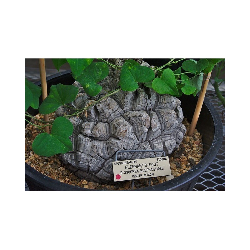 Sementes de Casco De Tartaruga - Pé De Elefante (Dioscorea elephantipes) | 3,50 €
