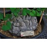 Sementes de Casco De Tartaruga - Pé De Elefante (Dioscorea elephantipes) | 3,50 €