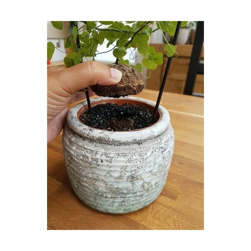 Elefantenfuß, Schildkrötenrücken Samen (Dioscorea elephantipes)