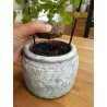 Graines de Plante tortue, Pied d'éléphant (Dioscorea elephantipes) | 3,50 €