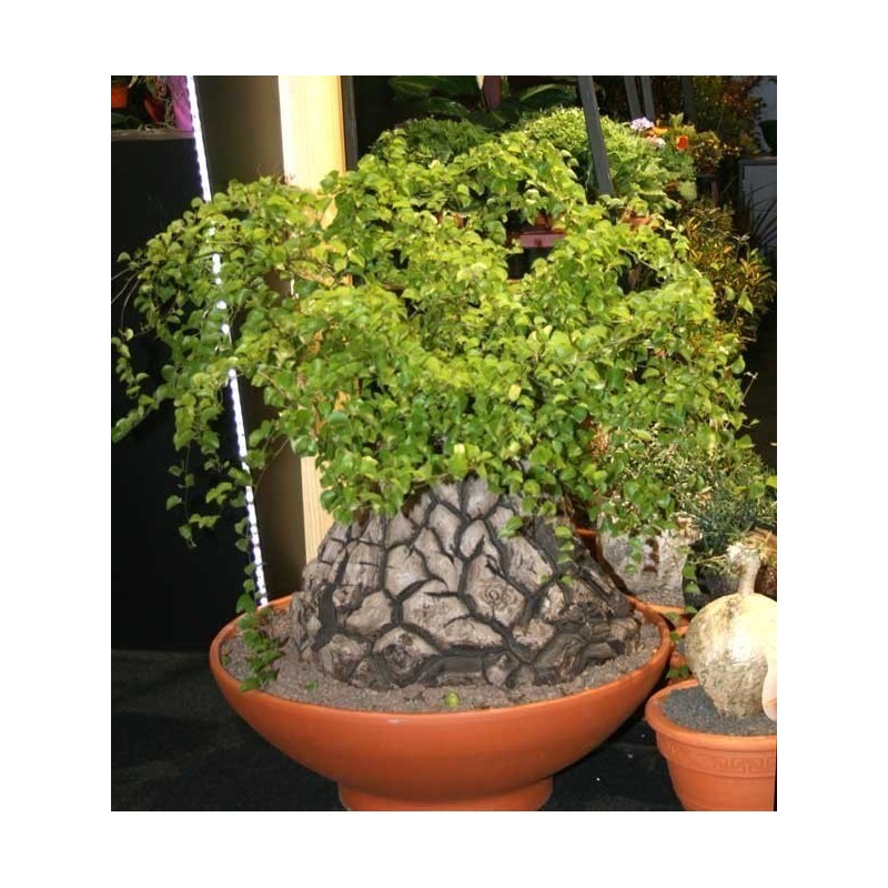 Sementes de Casco De Tartaruga - Pé De Elefante (Dioscorea elephantipes) | 3,50 €
