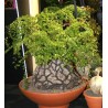 Graines de Plante tortue, Pied d'éléphant (Dioscorea elephantipes) | 3,50 €