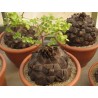 Sementes de Casco De Tartaruga - Pé De Elefante (Dioscorea elephantipes) | 3,50 €