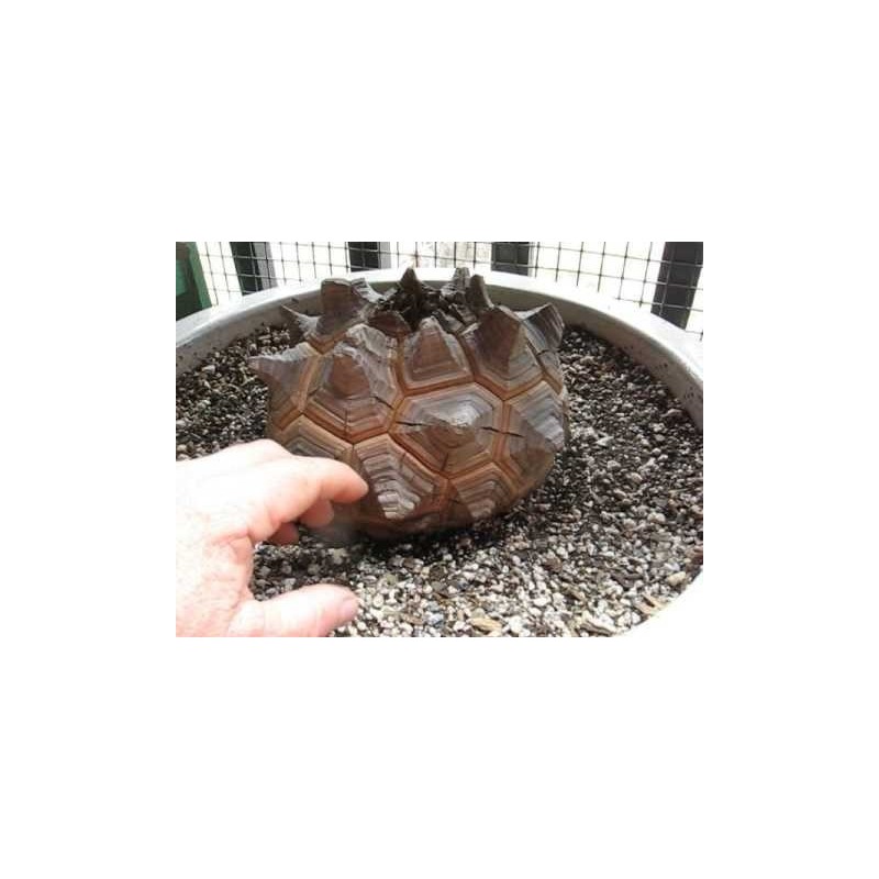 Graines de Plante tortue, Pied d'éléphant (Dioscorea elephantipes) | 3,50 €