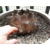 Sementes de Casco De Tartaruga - Pé De Elefante (Dioscorea elephantipes) | 3,50 €