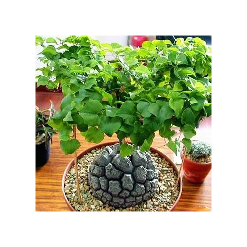 Sementes de Casco De Tartaruga - Pé De Elefante (Dioscorea elephantipes) | 3,50 €