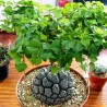 Sementes de Casco De Tartaruga - Pé De Elefante (Dioscorea elephantipes) | 3,50 €