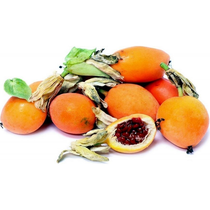 Price: €2.25 - Graines Passiflore bleue (Passiflora caerulea) - 