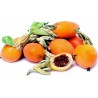 Price: €2.25 - Graines Passiflore bleue (Passiflora caerulea) - 