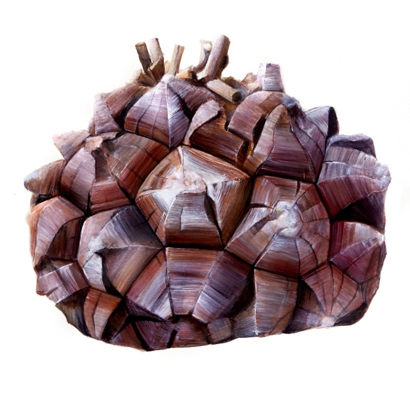 Elefantenfuß, Schildkrötenrücken Samen (Dioscorea elephantipes)