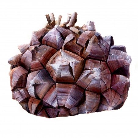 Sementes de Casco De Tartaruga - Pé De Elefante (Dioscorea elephantipes) | 3,50 €