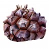 Sementes de Casco De Tartaruga - Pé De Elefante (Dioscorea elephantipes) | 3,50 €