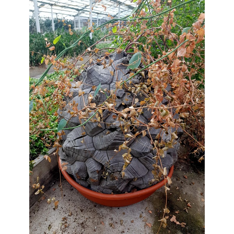 Sementes de Casco De Tartaruga - Pé De Elefante (Dioscorea elephantipes) | 3,50 €