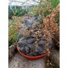 Sementes de Casco De Tartaruga - Pé De Elefante (Dioscorea elephantipes) | 3,50 €