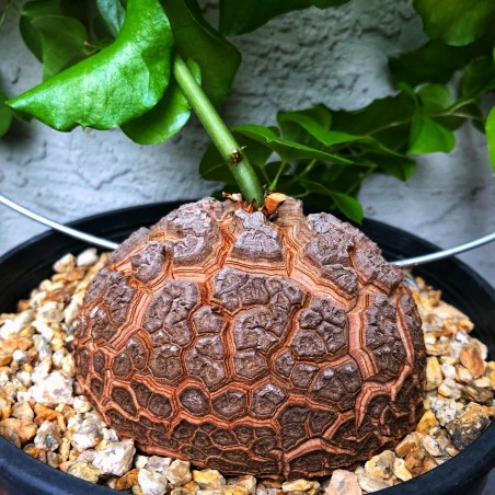 Sementes de Casco De Tartaruga - Pé De Elefante (Dioscorea elephantipes) | 3,50 €