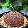 Sementes de Casco De Tartaruga - Pé De Elefante (Dioscorea elephantipes) | 3,50 €