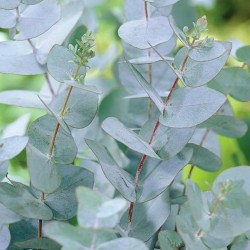 Eukalyptus gunnii Samen (Cider Gum Tree) Winterhart 2.5 - 1