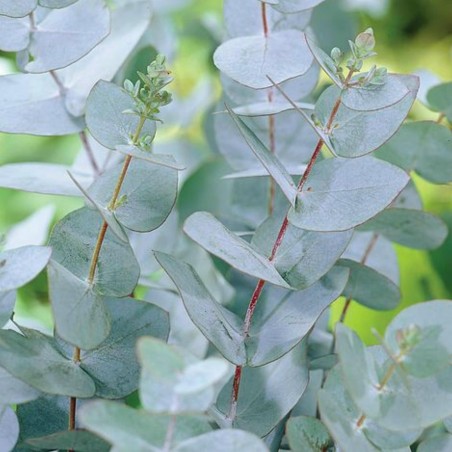 Price: €2.5 - Eukalyptus gunnii Samen (Cider Gum Tree) Winterhart -
