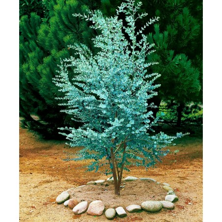 Price: €2.5 - Eukalyptus gunnii Samen (Cider Gum Tree) Winterhart -