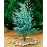 Semi di Eucalyptus gunnii