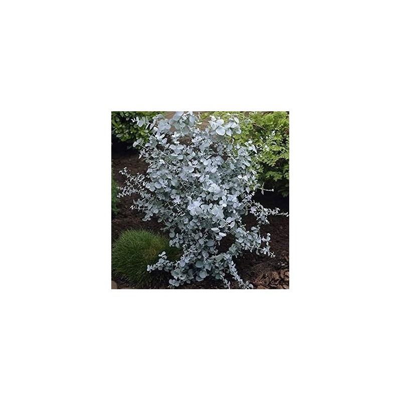 Price: €2.5 - Eukalyptus gunnii Samen (Cider Gum Tree) Winterhart - 