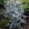 Semi di Eucalyptus gunnii