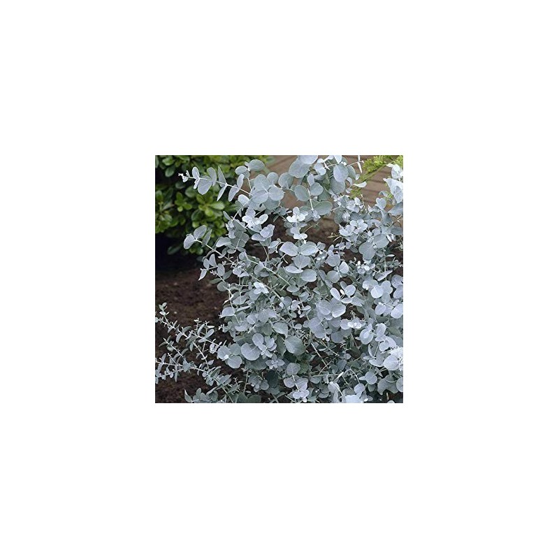 Frön Silvereukalyptus