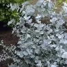 Seeds Eucalyptus Gunnii Cider Gum Tree