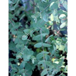 Semi di Eucalyptus gunnii 2.5 - 4