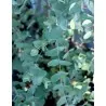 Seeds Eucalyptus Gunnii Cider Gum Tree